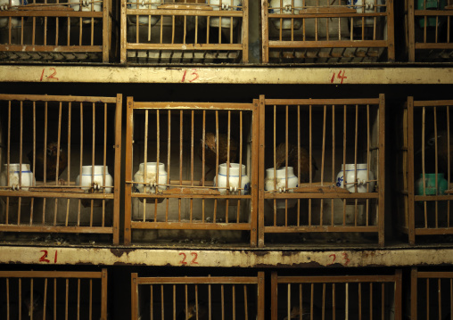 Caged Birds For Sale On A Market, Beijing, China