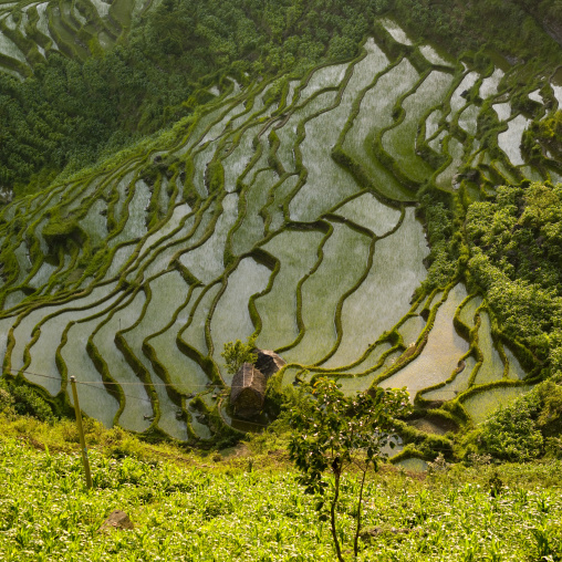 Green Rice Terraces Of Hani People In Yuanyang, Yunnan Province, China