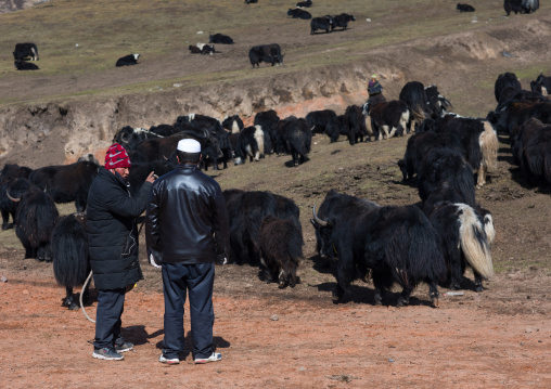 Tibetan nomads selling yaks to Salar muslim people, Tongren County, Rebkong, China