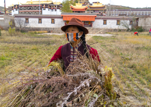 Tibetan woman cleaning a field in Hezuo monastery, Gansu province, Hezuo, China