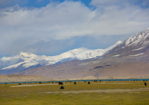 Yak Grazing Near Karakul Lake, Xinjiang Uyghur Autonomous Region, China