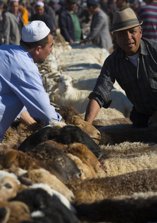Uyghur Men Checking Cattle In Kashgar Animal Market, Xinjiang Uyghur Autonomous Region, China
