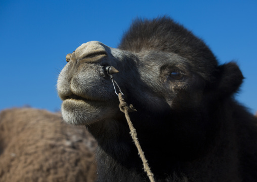 Bactrian Camel, Xinjiang Uyghur Autonomous Region, China