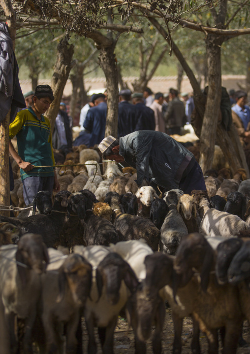 Uyghur Men Choosing Cattle, Opal Village Market, Xinjiang Uyghur Autonomous Region, China