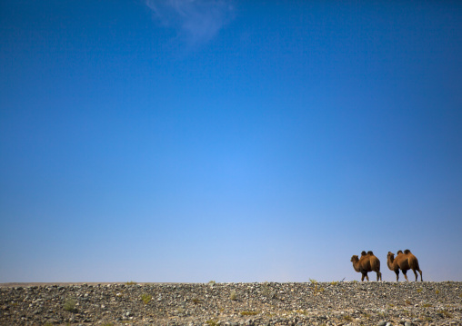 Bactrian Camel, Yecheng, Xinjiang Uyghur Autonomous Region, China