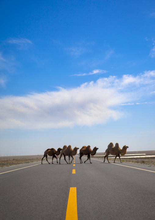 Bactrian Camel Crossing A Road, Yecheng, Xinjiang Uyghur Autonomous Region, China