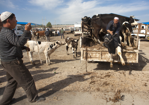 Uyghur Men Getting Cows Down A Truck, Serik Buya Market, Yarkand, Xinjiang Uyghur Autonomous Region, China