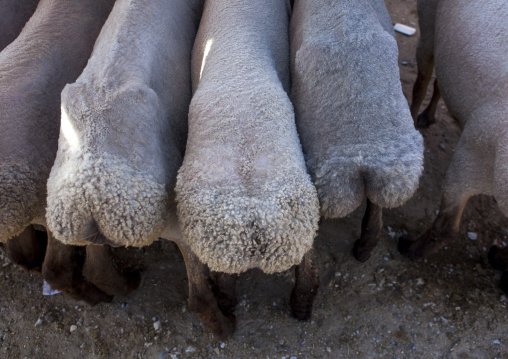 Freshly Sheared Sheeps In Serik Buya Market, Yarkand, Xinjiang Uyghur Autonomous Region, China