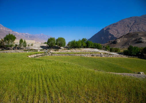 Wheat field on the tajikistan afghanistan border, Badakhshan province, Ishkashim, Afghanistan