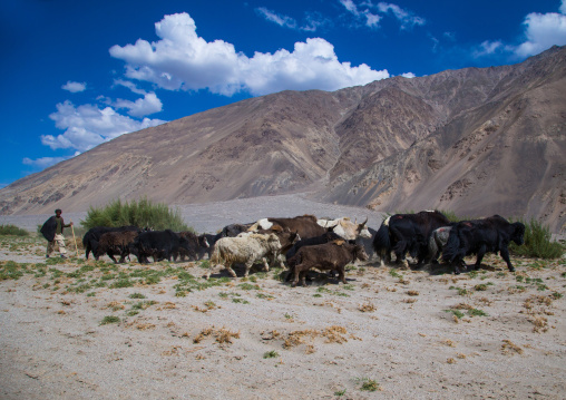 Sheperd with his yaks, Badakhshan province, Qazi deh, Afghanistan