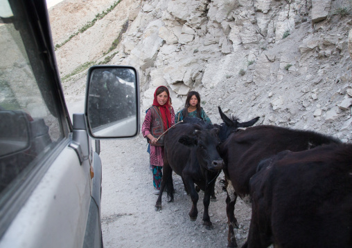 Afghan sheperds passing with their cows on a narrow mountain road, Badakhshan province, Wuzed, Afghanistan
