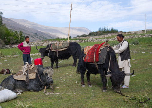 Wakhi men packing yaks for a treck, Badakhshan province, Wuzed, Afghanistan