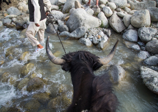 Yak crossing a river during a treck in the mountain, Big pamir, Wakhan, Afghanistan