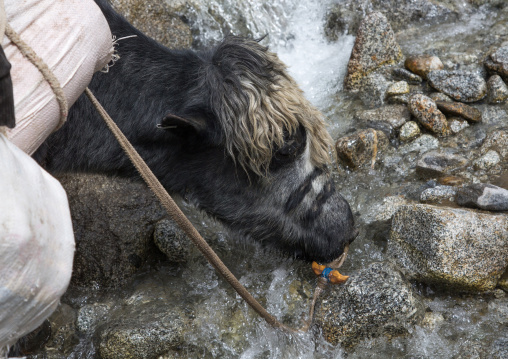 Yak drinking in a river, Big pamir, Wakhan, Afghanistan