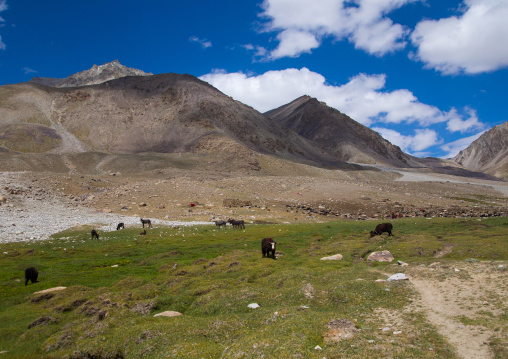 Yaks in the mountains, Big pamir, Wakhan, Afghanistan