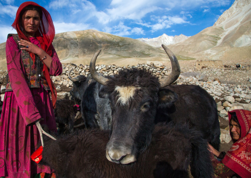 Wakhi nomad women with yaks, Big pamir, Wakhan, Afghanistan