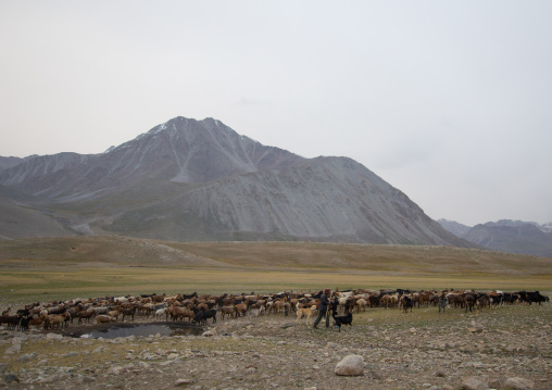 Wakhi sheperd looking for grass for his sheeps and goats, Big pamir, Wakhan, Afghanistan