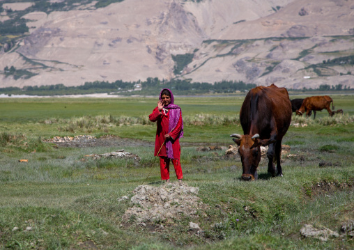 Afghan teenage girl with her cows in a field, Badakhshan province, Khandood, Afghanistan