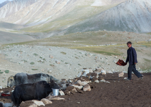 Wakhi teenage boy with his yaks, Big pamir, Wakhan, Afghanistan