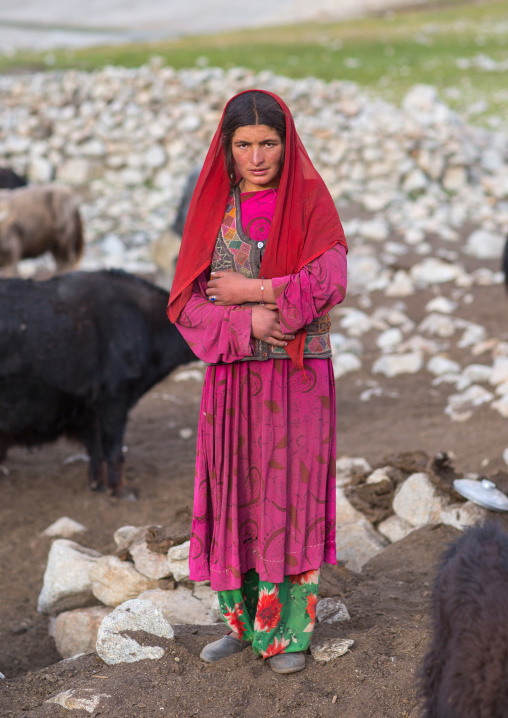 Wakhi nomad woman with her yaks, Big pamir, Wakhan, Afghanistan