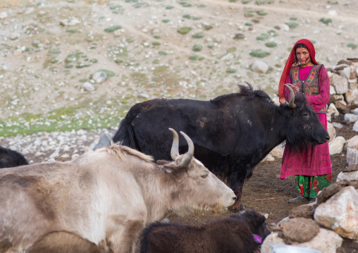 Wakhi nomad woman taking care of her yaks, Big pamir, Wakhan, Afghanistan