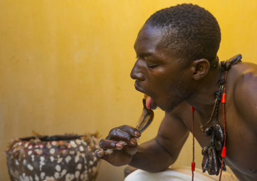 Benin, West Africa, Bonhicon, kagbanon bebe voodoo priest licking a chicken feather covered with blood during a ceremony