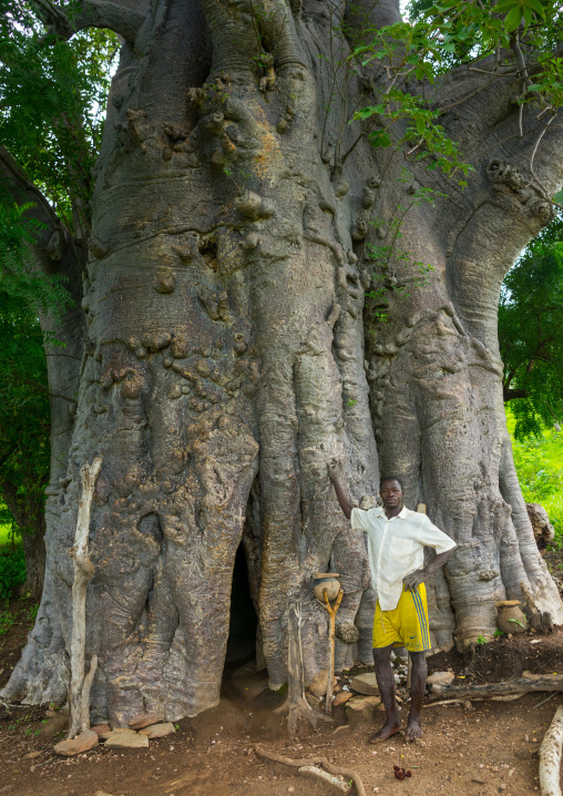 Togo, West Africa, Nadoba, tamberma somba tribe man standing in front of an old baobab where people used to live inside the empty trunk long time ago