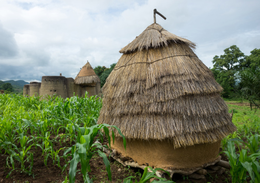 Togo, West Africa, Nadoba, traditional tata somba houses with thatched roofs and granaries
