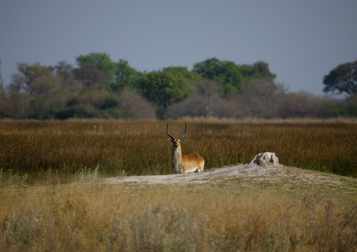 Moremi Wildlife Reserve, Botswana