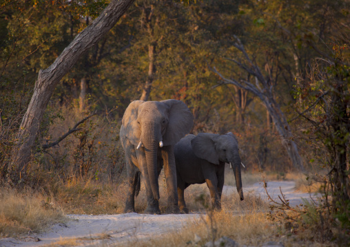 Elephants In Moremi Wildlife Reserve, Botswana