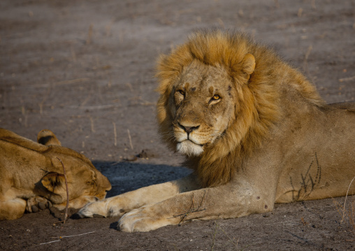 Lions Resting, Chobe National Park, Botswana