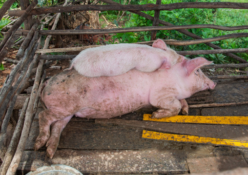 Snuggling pigs in a farm, Siem Reap Province, Chong Kneas, Cambodia