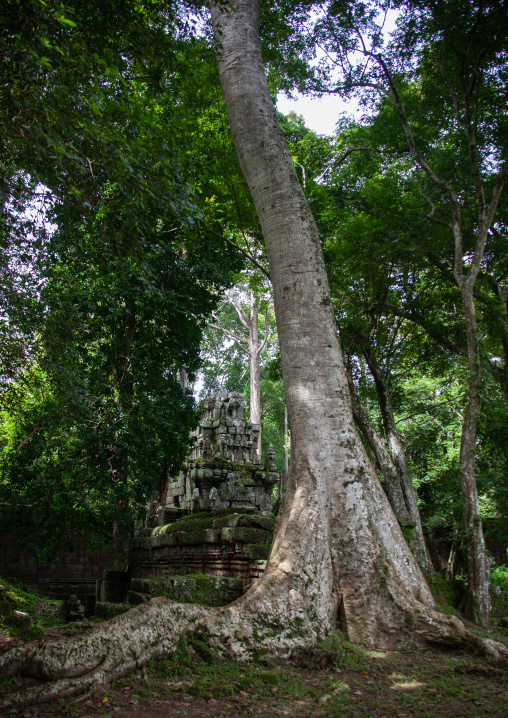 Temple overgrown with tree roots, Siem Reap Province, Angkor, Cambodia