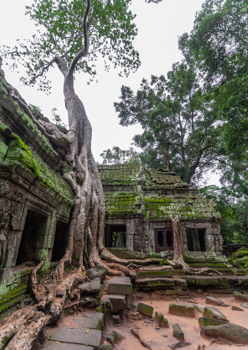 Ta Prohm temple overgrown with tree roots, Siem Reap Province, Angkor, Cambodia