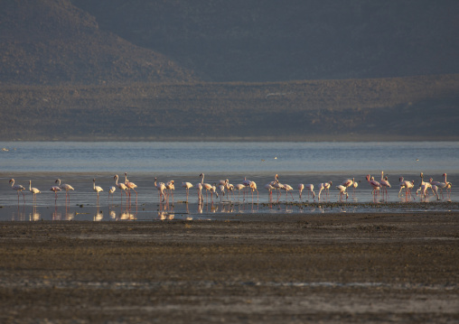Flamingos, Lake Abbe, Djibouti