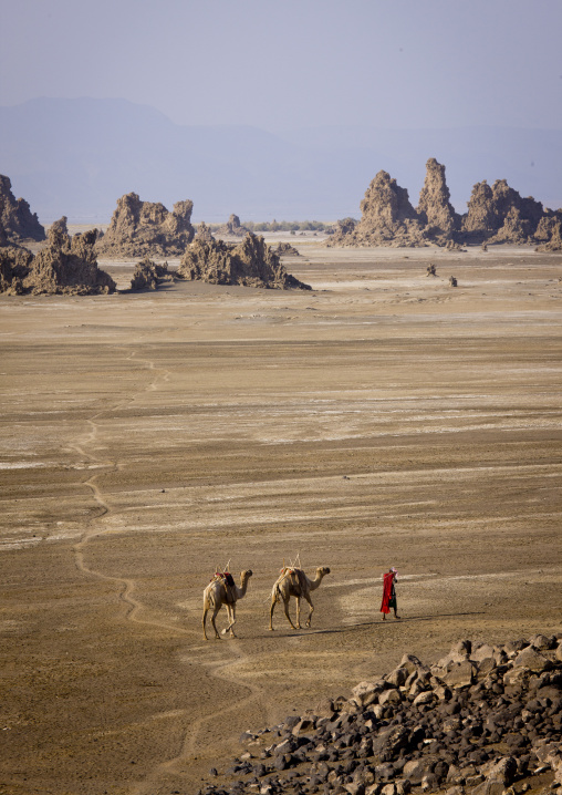 Afar Man And His Camels, Lake Abbe, Djibouti
