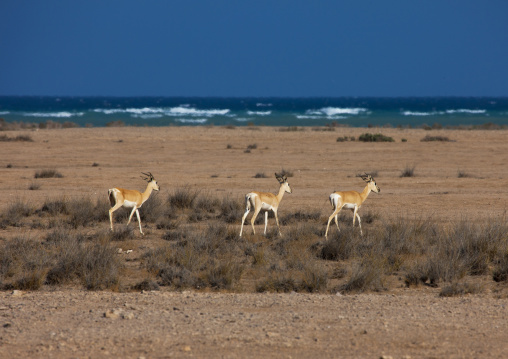 Springboks Near The Red Sea, Obock, Djibouti