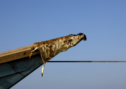 Gaot Skin On A Boat To Bring Luck, Gorodia, Djibouti