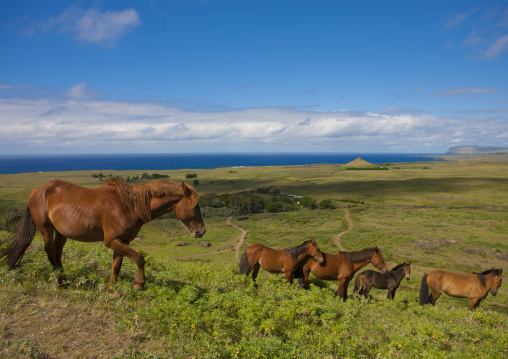 Horses In Rano Raraku, Easter Island, Chile
