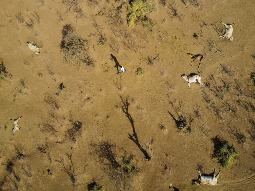 Aerial view of dead cows during the drought, Oromia, Yabelo, Ethiopia