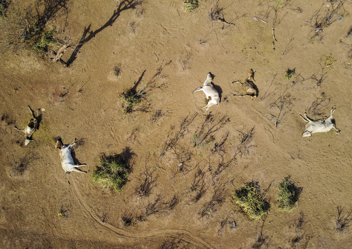 Aerial view of dead cows during the drought, Oromia, Yabelo, Ethiopia
