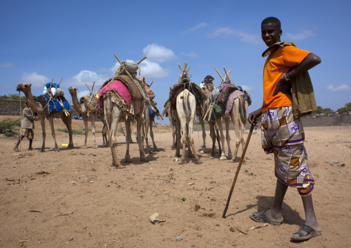 Caravan Of Camels Going Through Dechatu River, Dire Dawa, Ethiopia