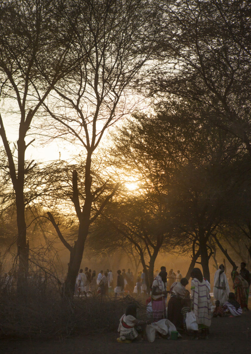 Sunset Under The Trees On The Karrayyu Tribe People At Gadaa Ceremony, Metahara, Ethiopia