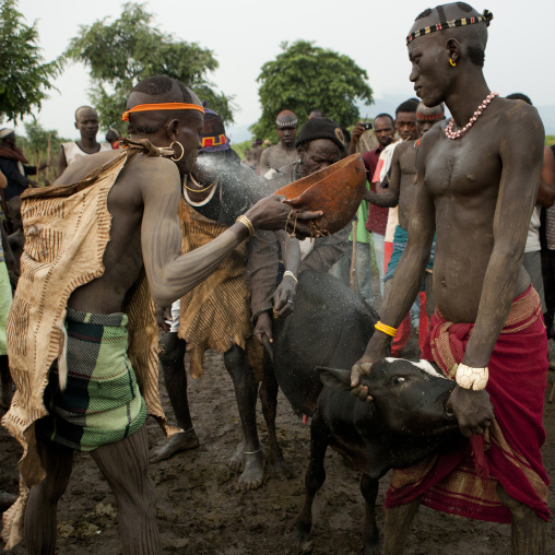 Bodi Man Purifying The Cow Before Sacrifice During Kael New Year Ceremony Ethiopia