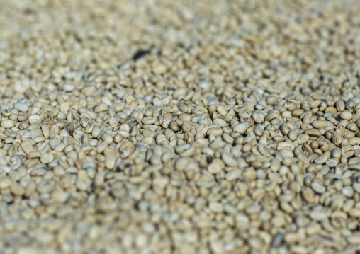 White Coffee Beans Drying In The Sun In A Fair Trade Coffee Farm
