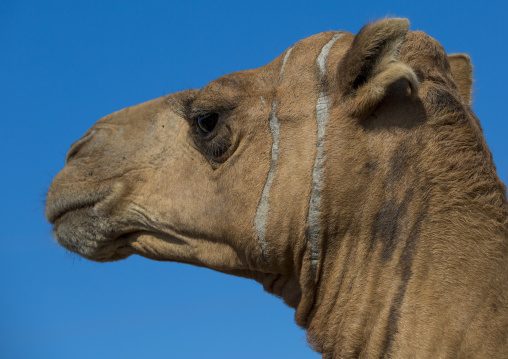 Assayta Camel Market, Afar Region, Ethiopia