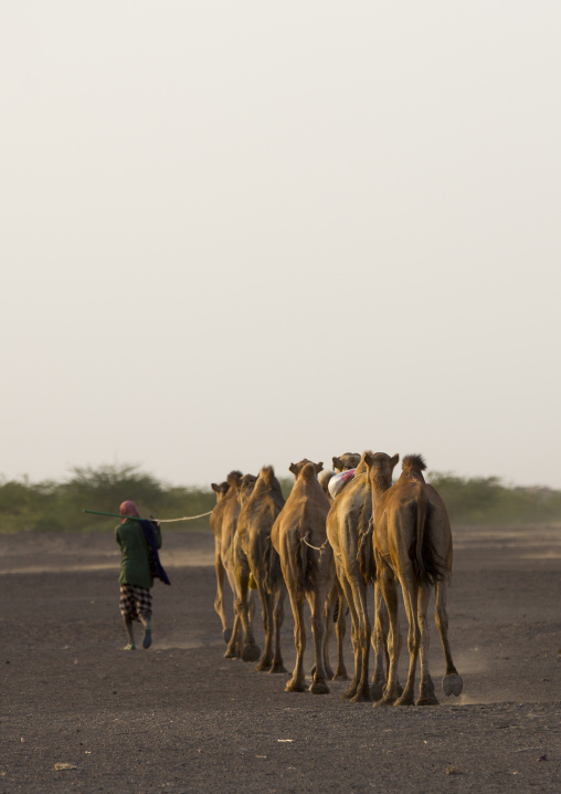 Camel Caravan In Danakil Desert, Assayta, Ethiopia