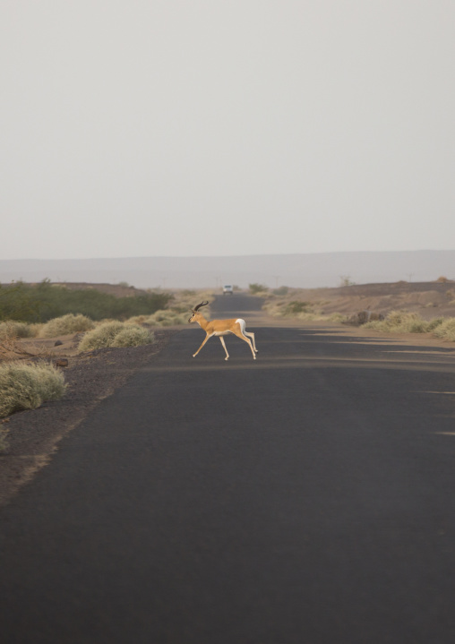 Gazelle Crossing The Road, Assayta, Ethiopia