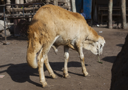 Sheep With Long Tail In Market, Assyata, Ethiopia