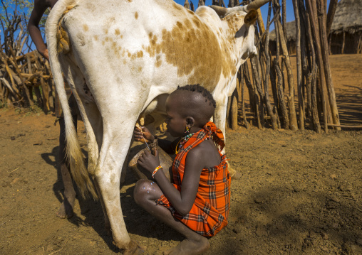 Boy Of The Hamer Tribe Milking A Cow, Turmi, Omo Valley, Ethiopia